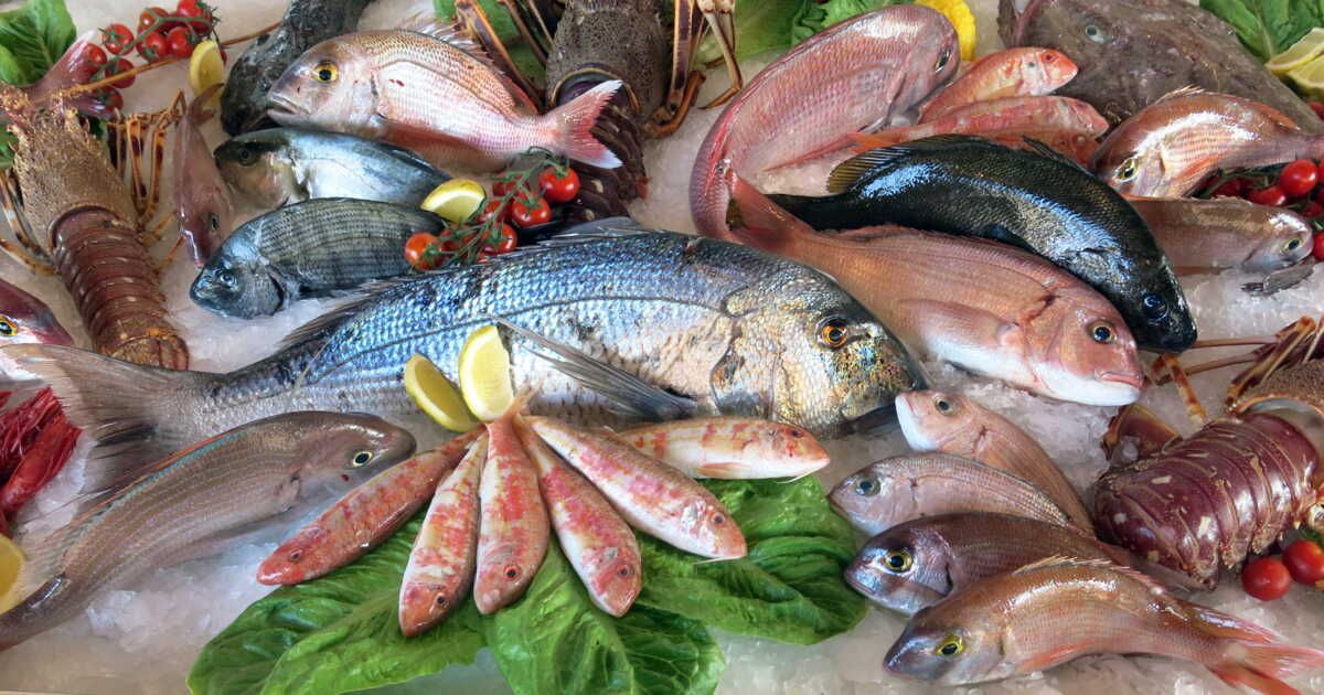 Les secrets d'un choix éclairé pour vos poissons