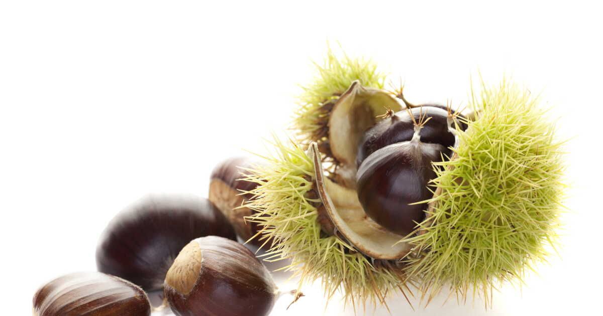 Comment conserver les châtaignes fraîches pour en savourer toute la saison