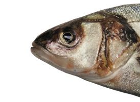 Les dangers invisibles : l'impact des PCB sur les poissons et la santé humaine