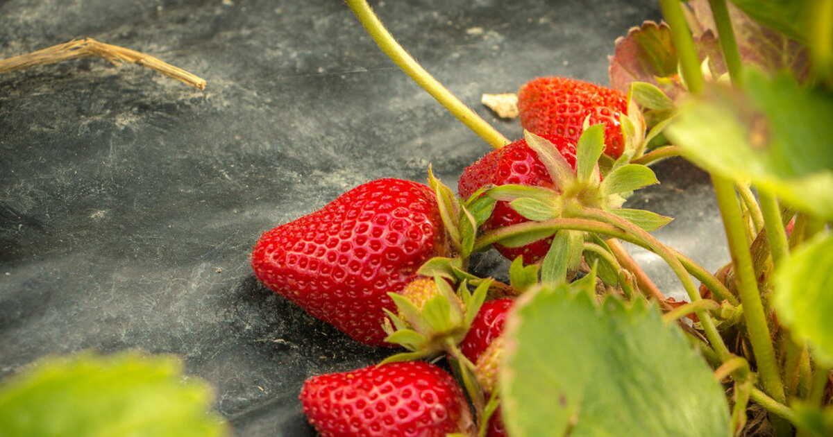 Redécouvrez la fraise : 7 variétés à ne pas manquer cet été