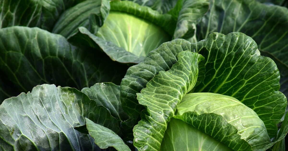 Comment blanchir le chou ?