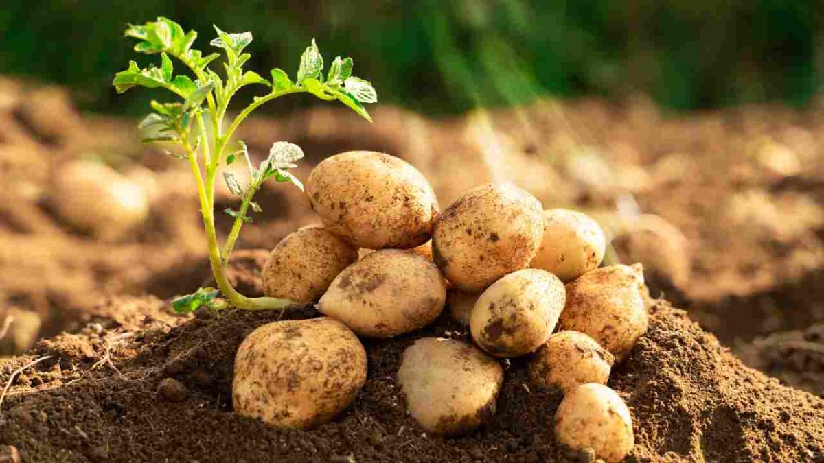 Découvrez la diversité incroyable des pommes de terre au monde