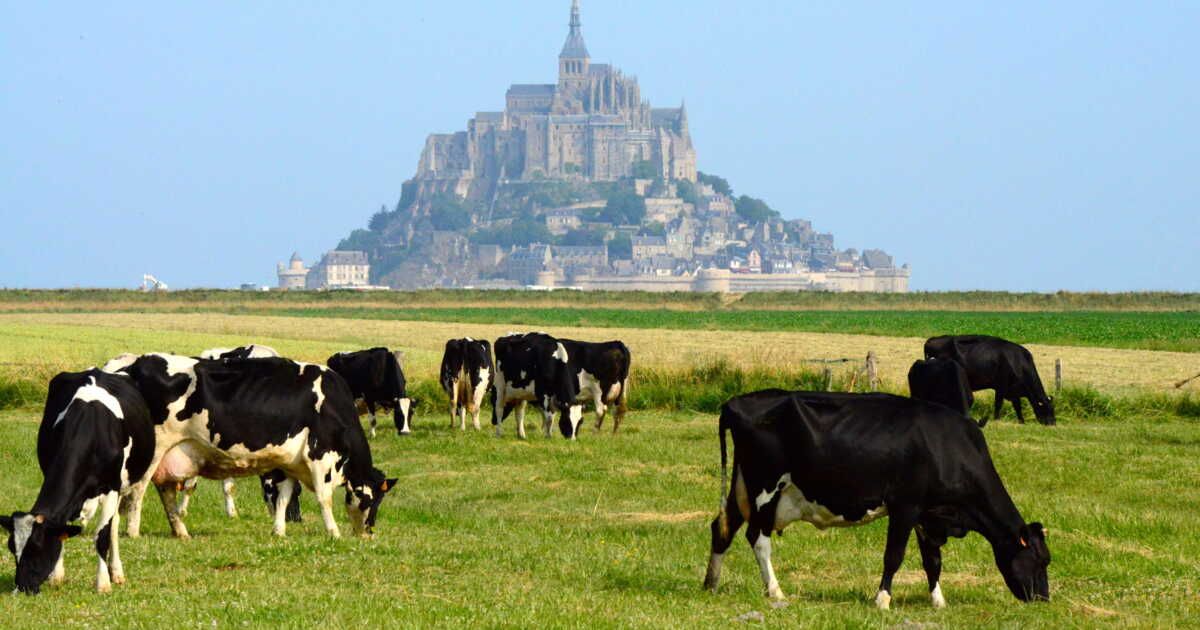 À la découverte du Cara-meuh, un délice du Mont Saint-Michel
