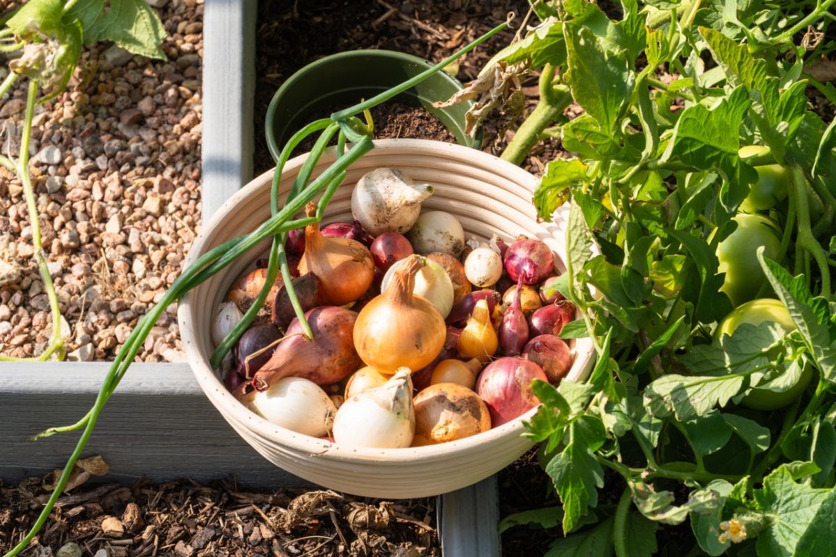 Les secrets de la conservation des oignons pour une fraîcheur optimale