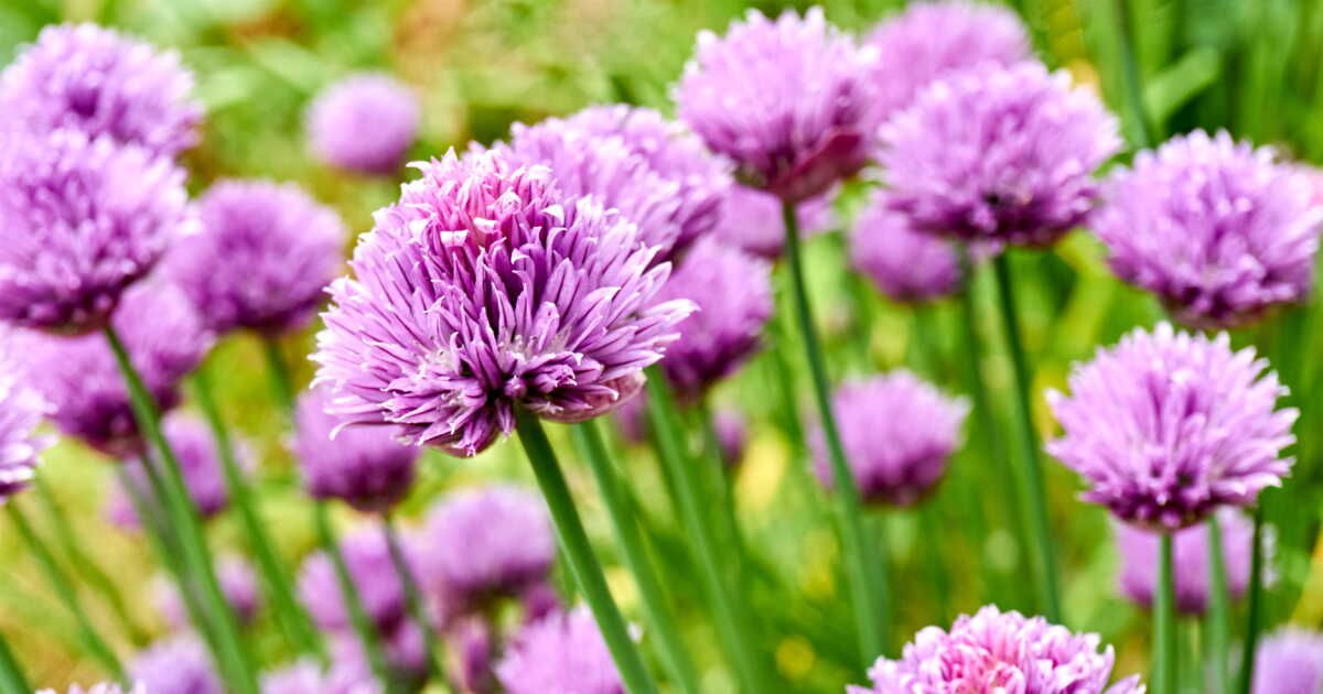 Découvrez comment sublimer vos plats avec la fleur de ciboulette