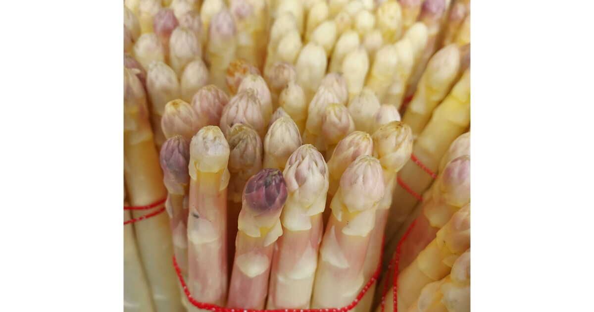 Découverte de l'asperge du Blayais, joyau culinaire de la Gironde