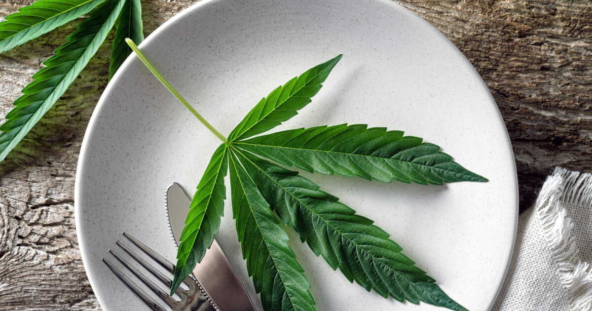 Découverte du chanvre : le nouvel allié culinaire au goût inattendu