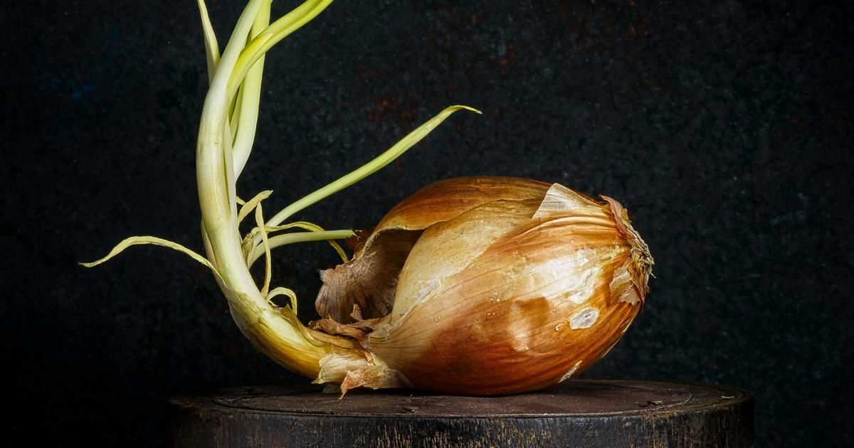 Peut-on manger un oignon qui a germé ?