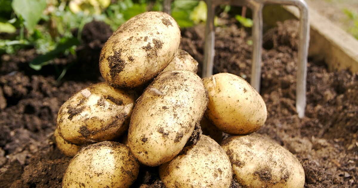 L'incroyable épopée de la pomme de terre à travers les siècles