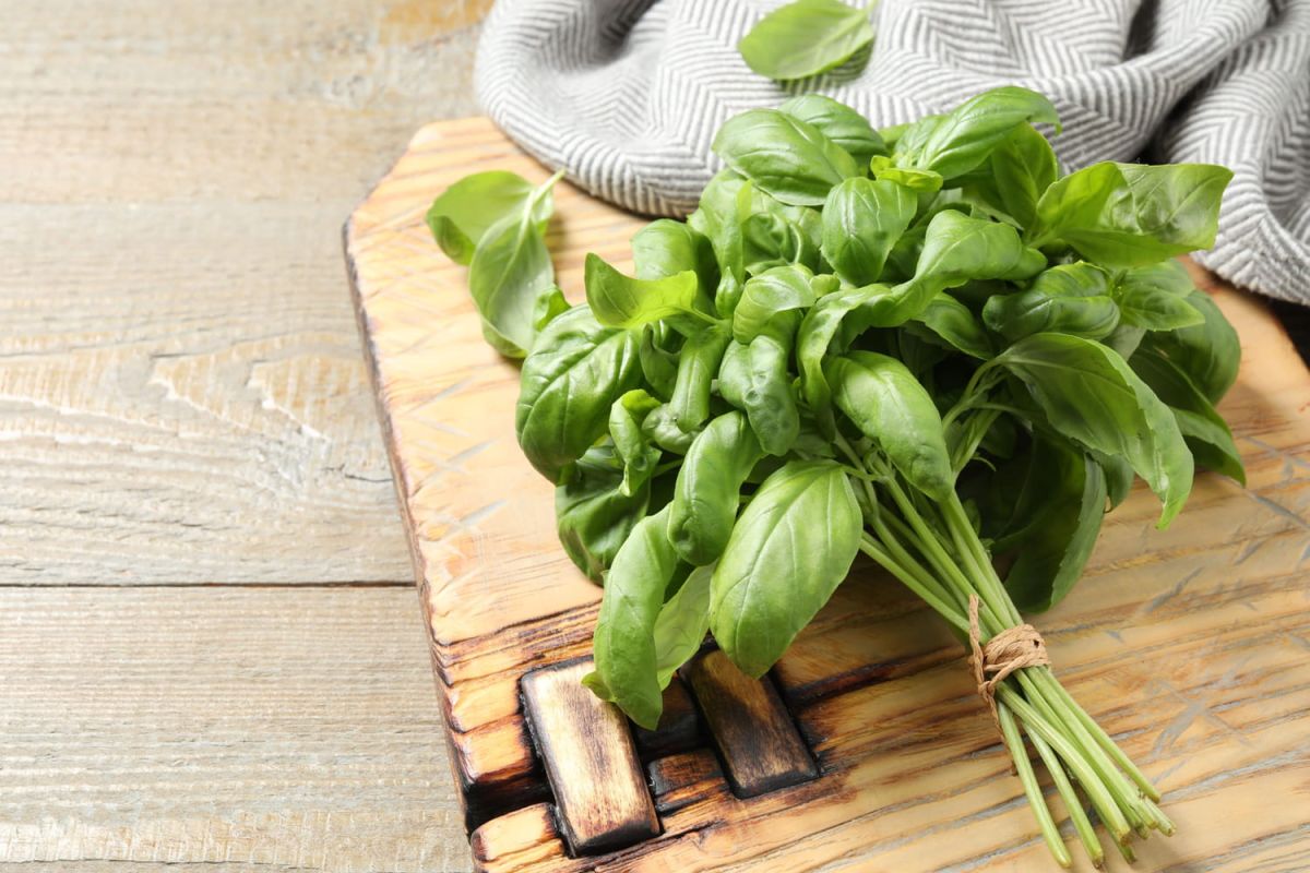 conservez votre basilic frais et savoureux pendant des semaines
